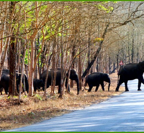 A herd of Elephant A herd of Elephant
