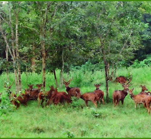 A pack of deer in Thirunelli forest A pack of deer in Thirunelli forest