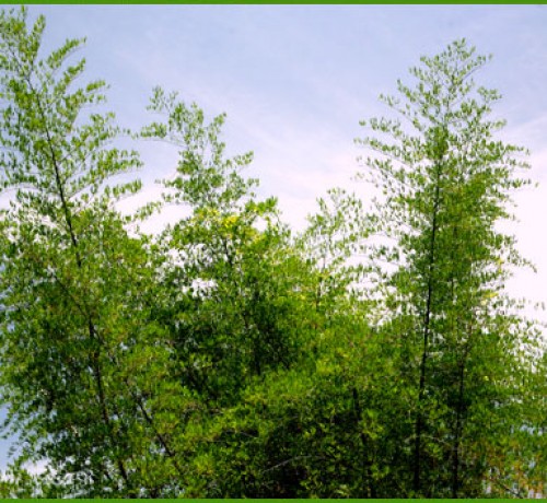 Bamboo Trees Bamboo Trees