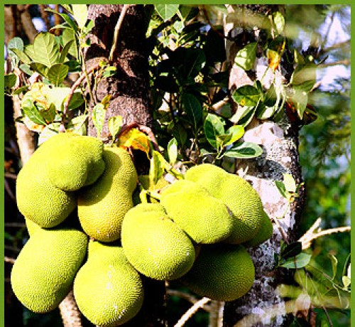 Jackfruit Jackfruit