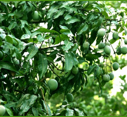 Mangoes Mangoes