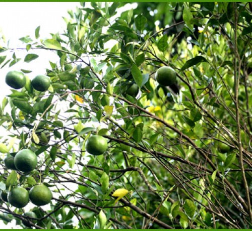 Oranges Oranges