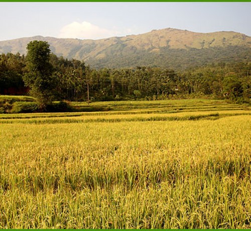 Paddy field near the Resort Paddy field near the Resort