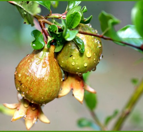 Pomegranate Fruit Pomegranate Fruit