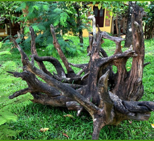 Wood Tree Wood Tree