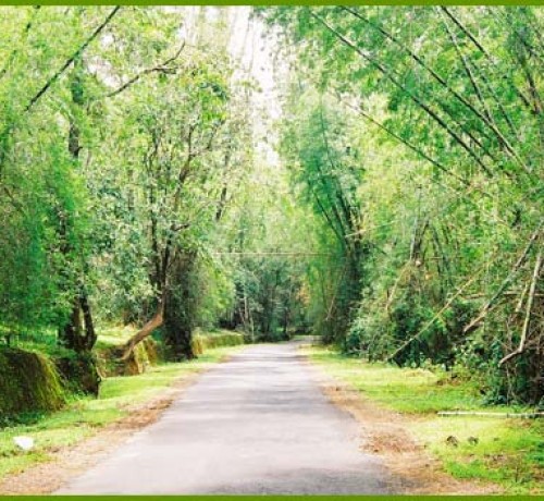 The state highway towards Thirunelli The state highway towards Thirunelli