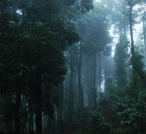 Dense Forest Dense Forest