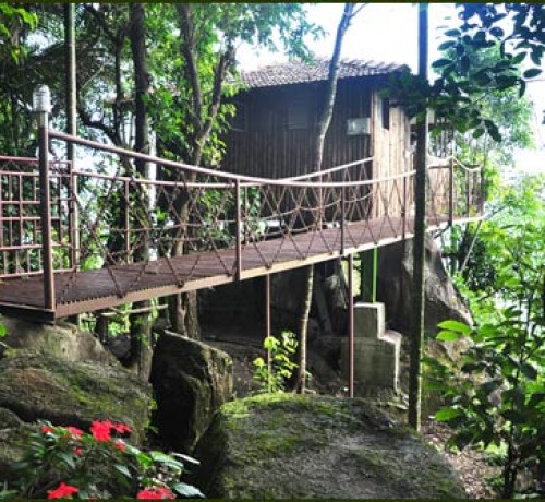 Tree House View