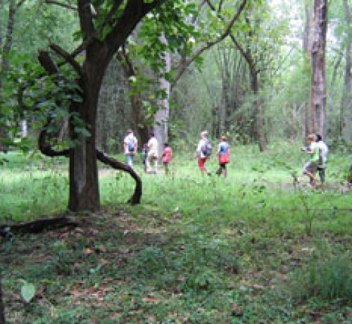 Nature Walk