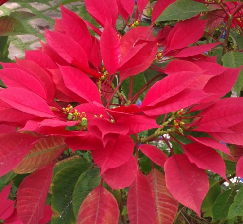Flowers Flowers