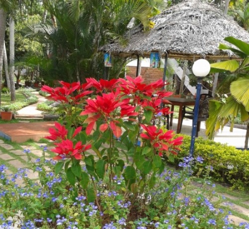 Flowery Garden Flowery Garden
