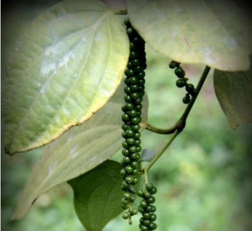 Nature Nature