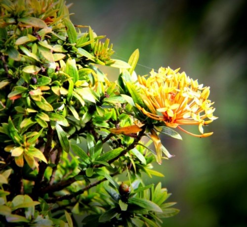Beauty of a Flower Beauty of a Flower