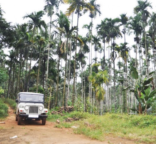 Jeep Safari Jeep Safari