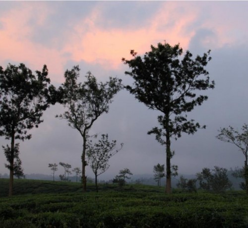 Tea Plantations Tea Plantations