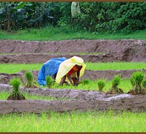 Paddy fields