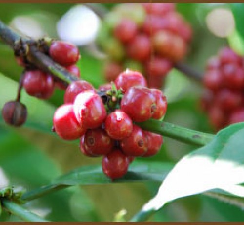 Coffee Beans