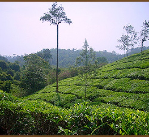 Plantation View