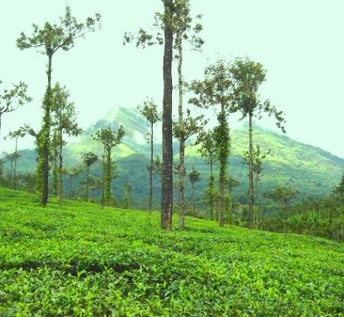 Tea Estate View Tea Estate View