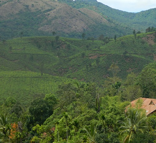 Plantation View