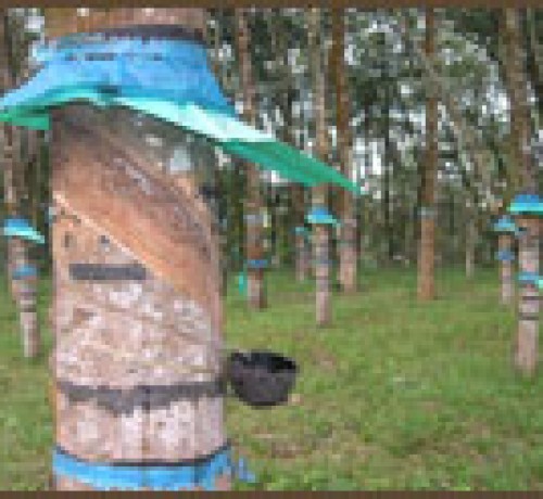 Rubber Tapping
