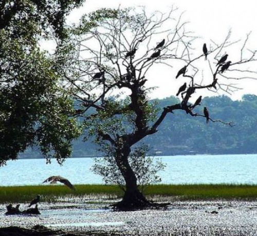 Birds at Chapora River Birds at Chapora River