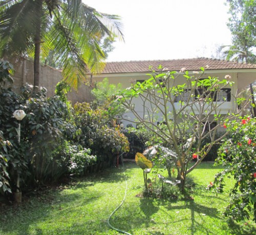 Plants