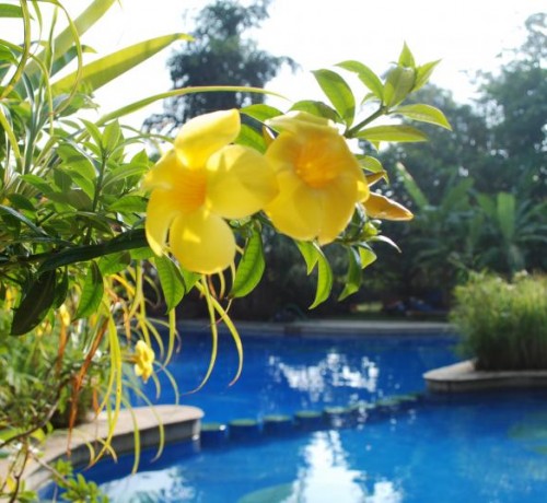 Poolside Yellow Flowers
