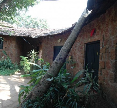 Central Courtyard Trees