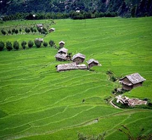 Cottages amidst greenery