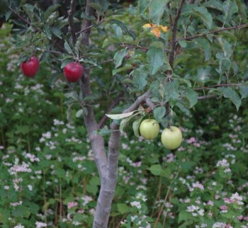 Apples
