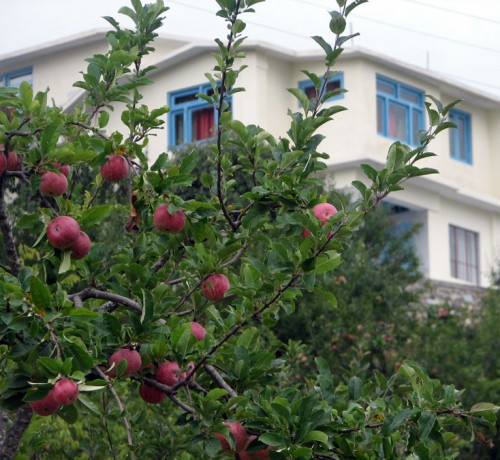 Orchard View Orchard View
