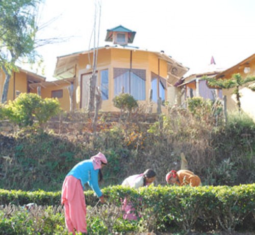 Tea Garden Tea Garden