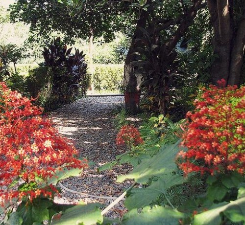 Flora