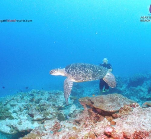 Marine Wildlife