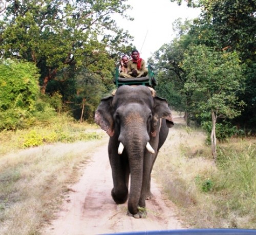 Elephant Ride