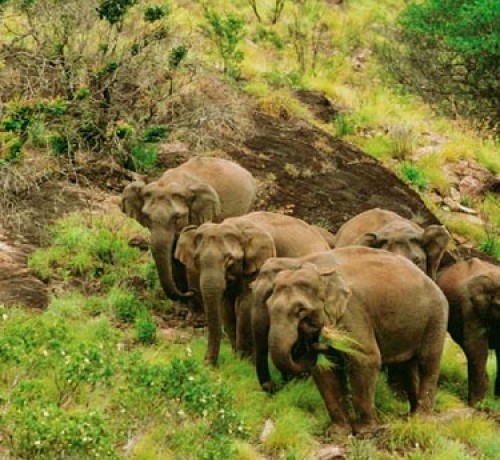 Elephants