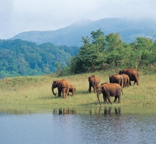 Herd of Elephants