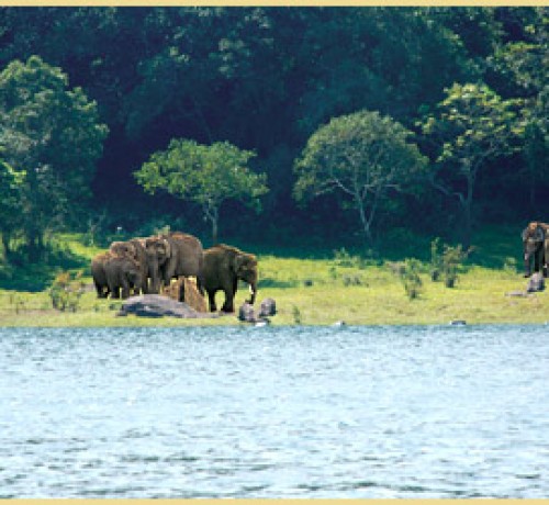 Wildlife