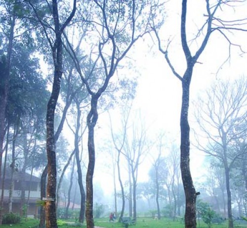 Lawn