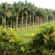 Cauvery Sannidhi for Indian Culture Cauvery Sannidhi for Indian Culture