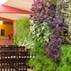 Saj Resort