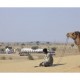 Camel safari Camel safari