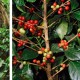 Coffee beans