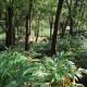 Evergreen trees