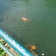 Fishes in the lake