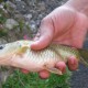 Fresh catch