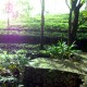 Tea plantation