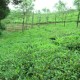 Tea plantation 2