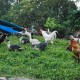 Amidst Aves Amidst Aves